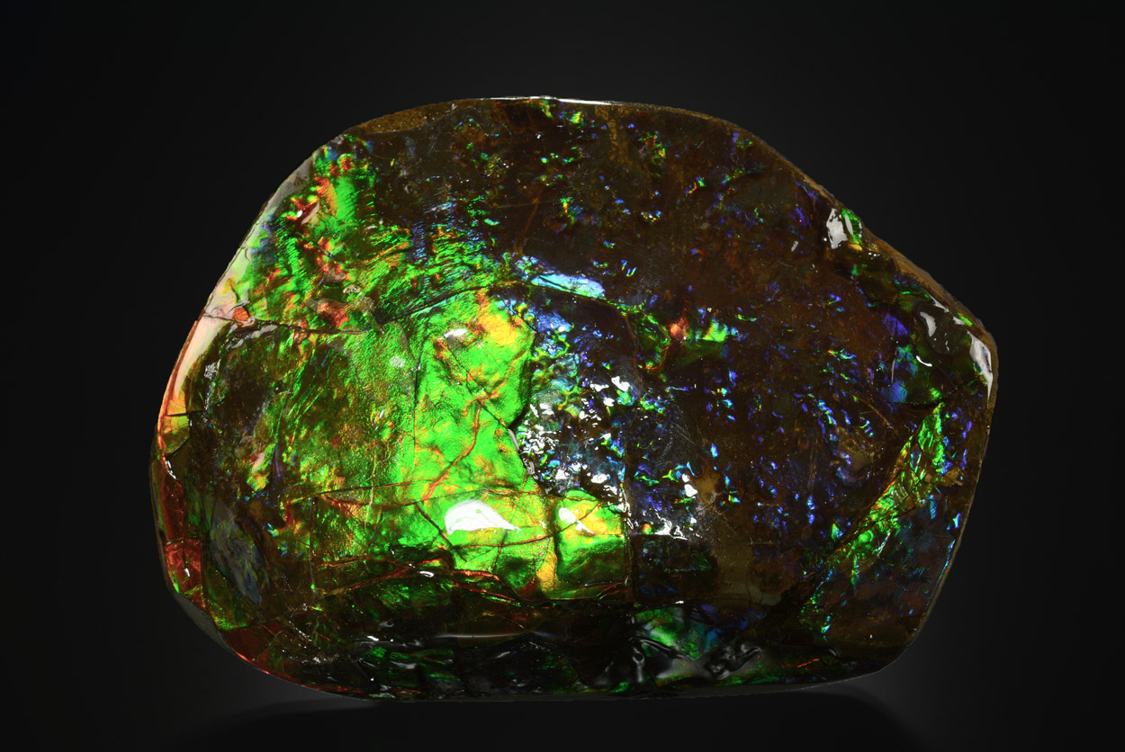 Ammolite Placenticeras Meeki, -70 Millions D'Années