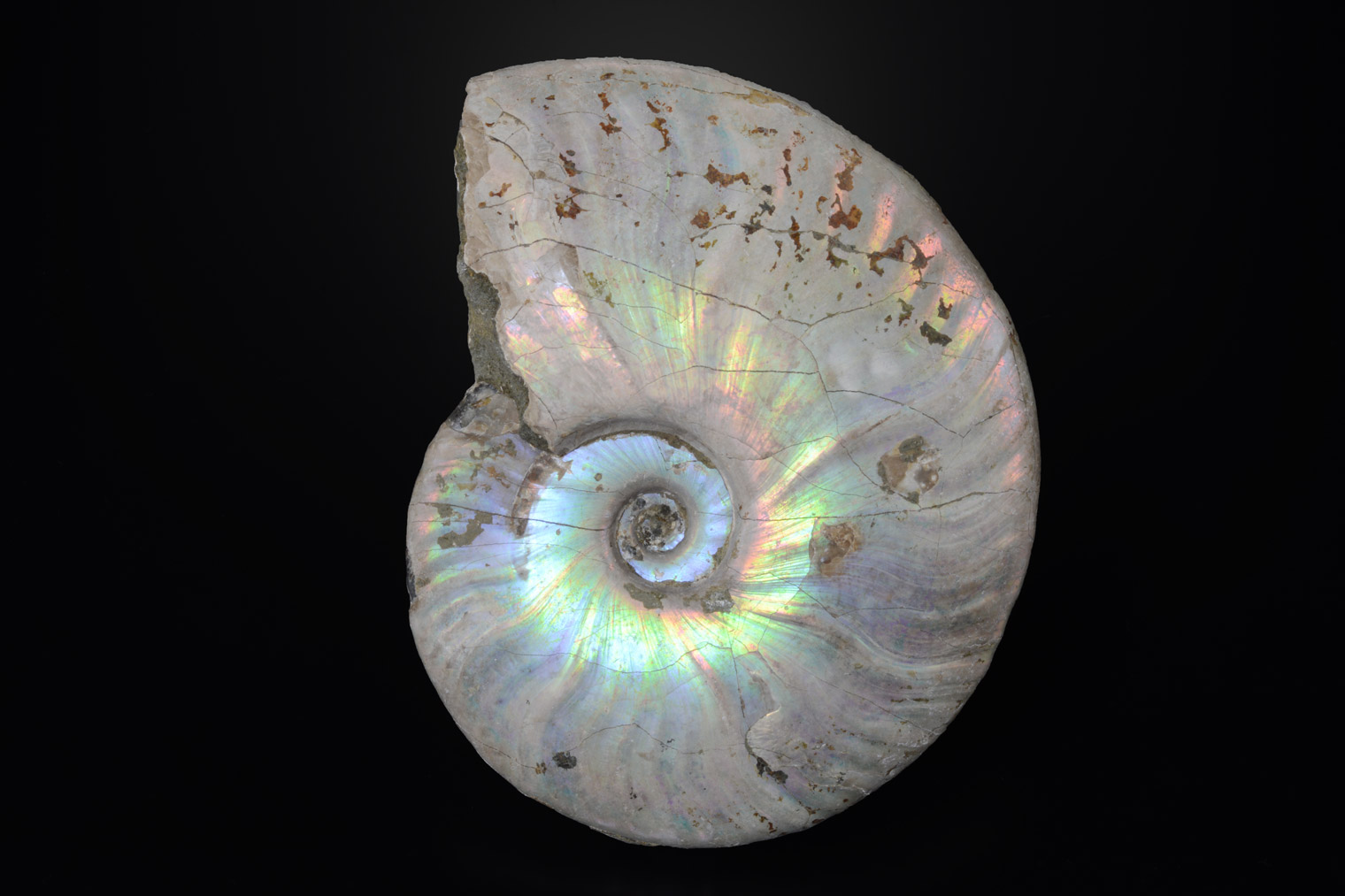 Ammonite Nacrée