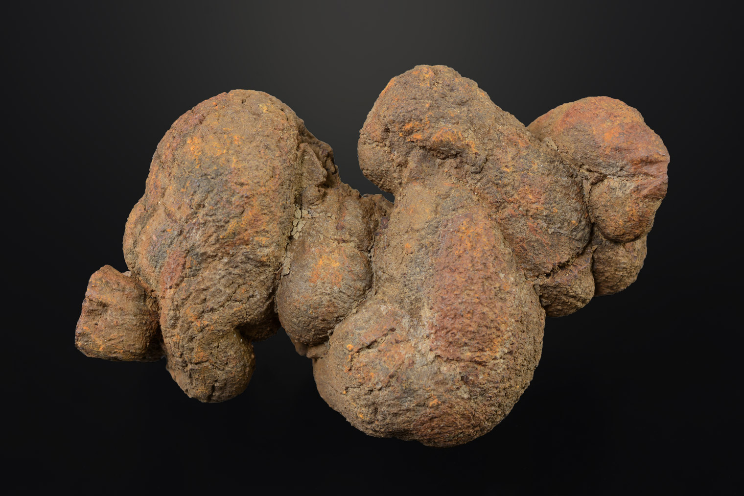 Coprolithe De Crocodile, Miocène