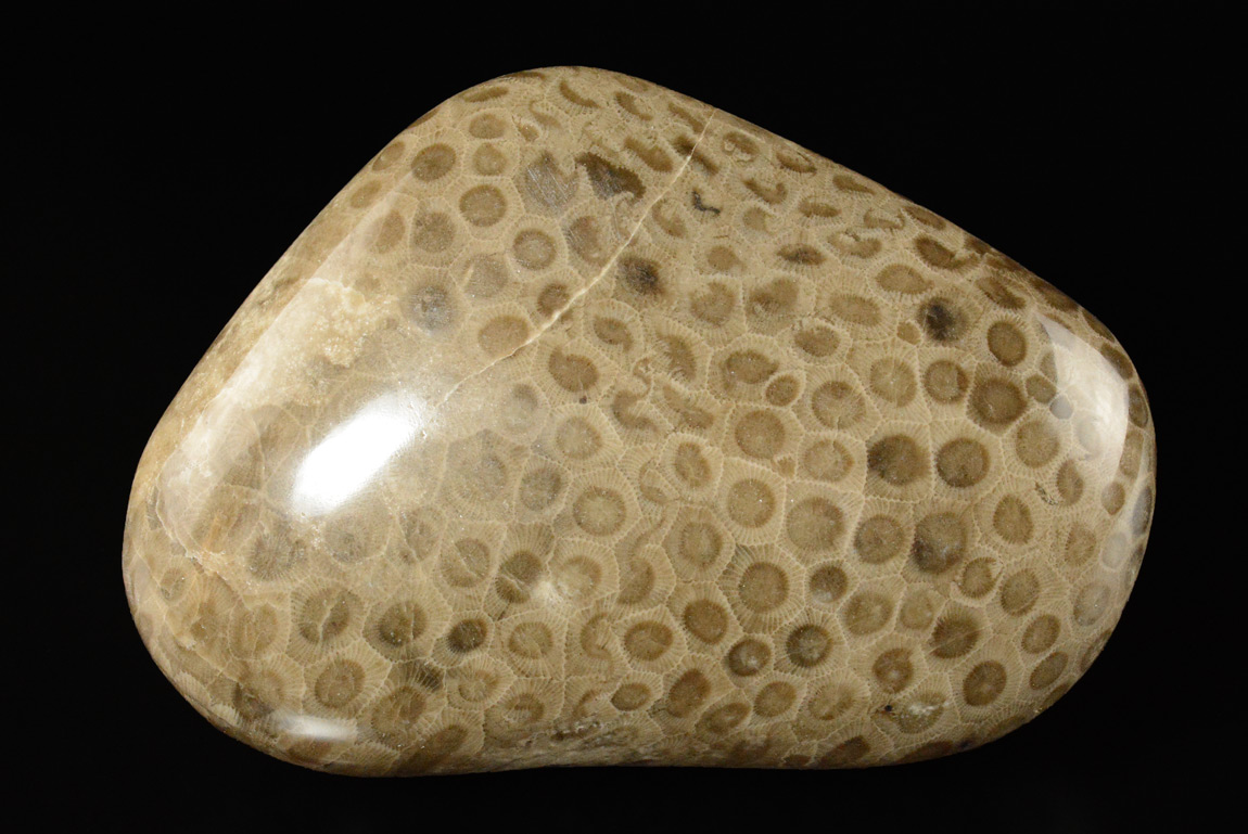 Corail Fossile