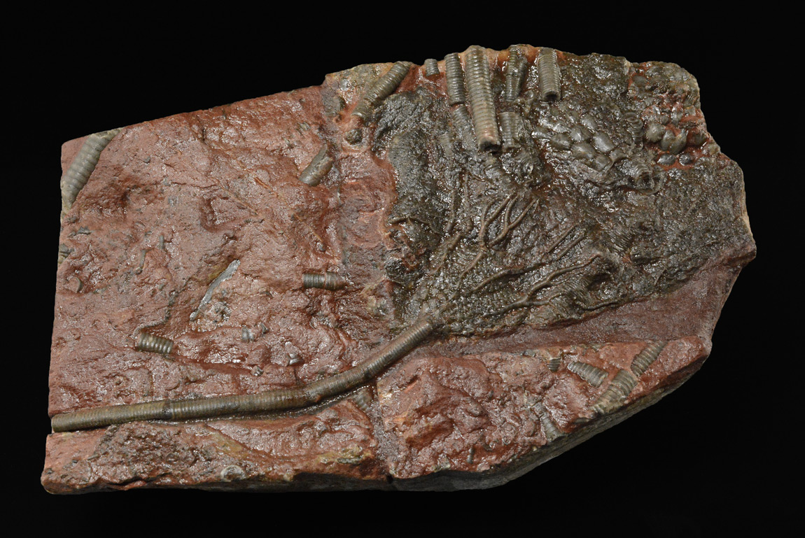 Crinoïde