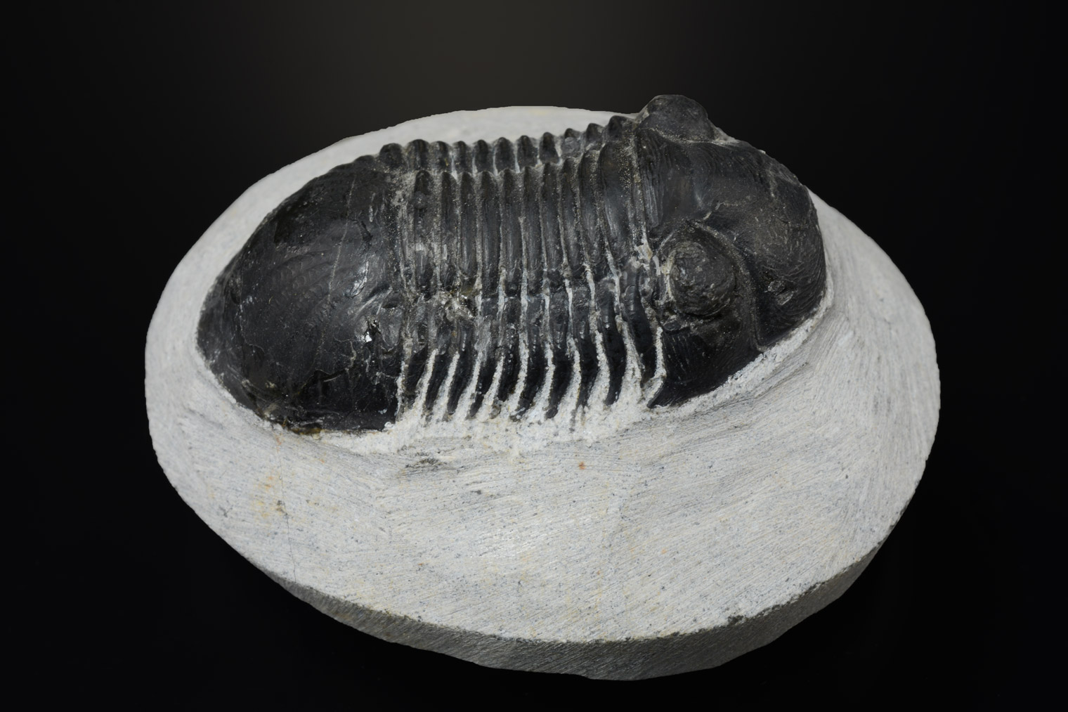 Trilobite Paralejurus, Dévonien
