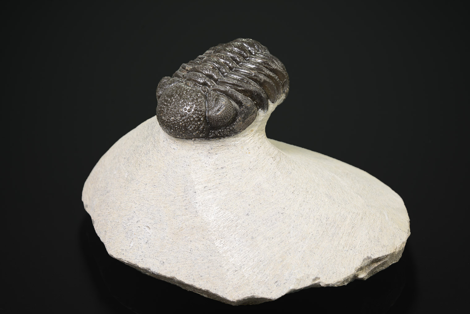Trilobite : Phacops, Dévonien