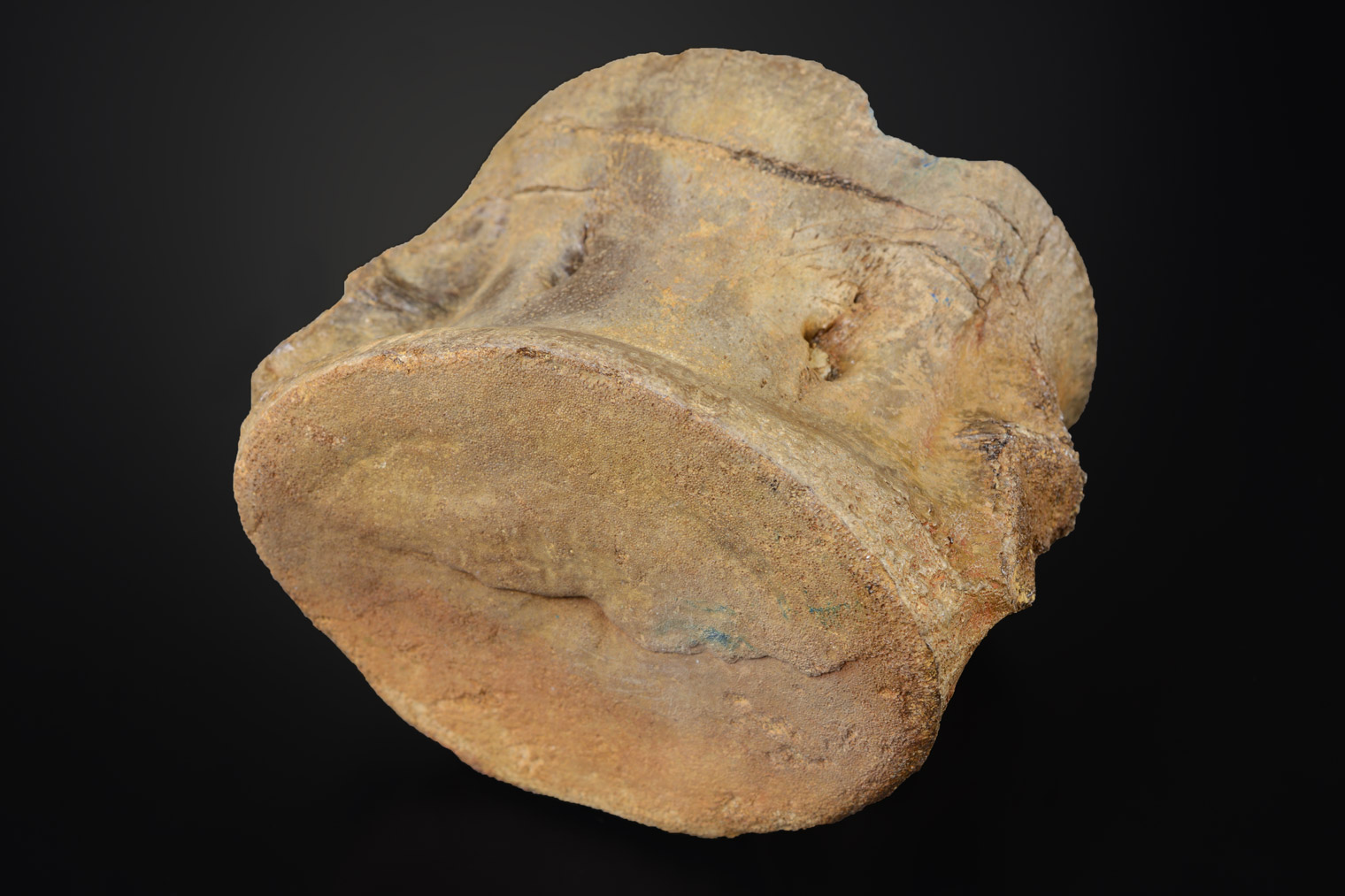 Vertèbre De Plésiosaure, Jurassique
