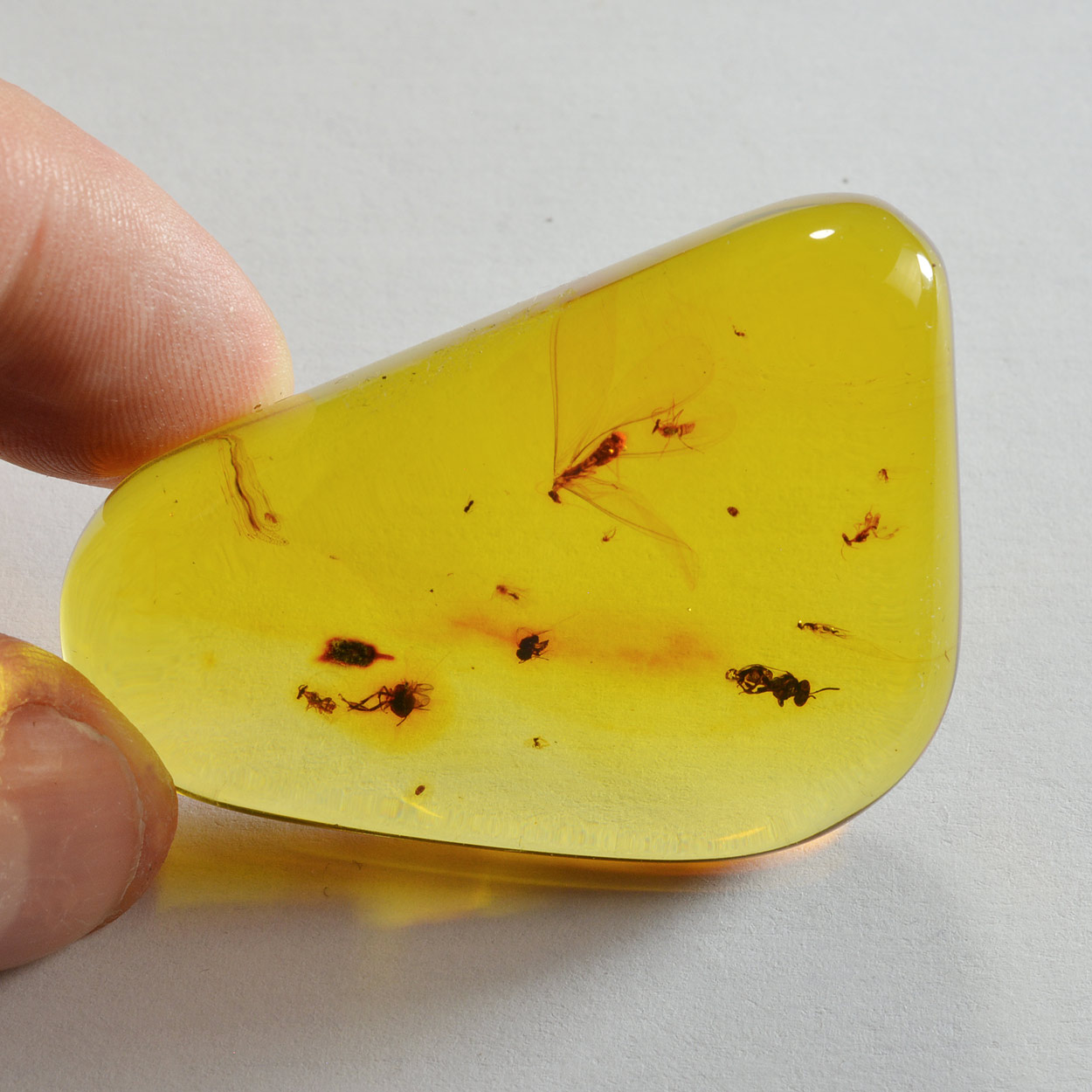 Ambre Avec Insectes