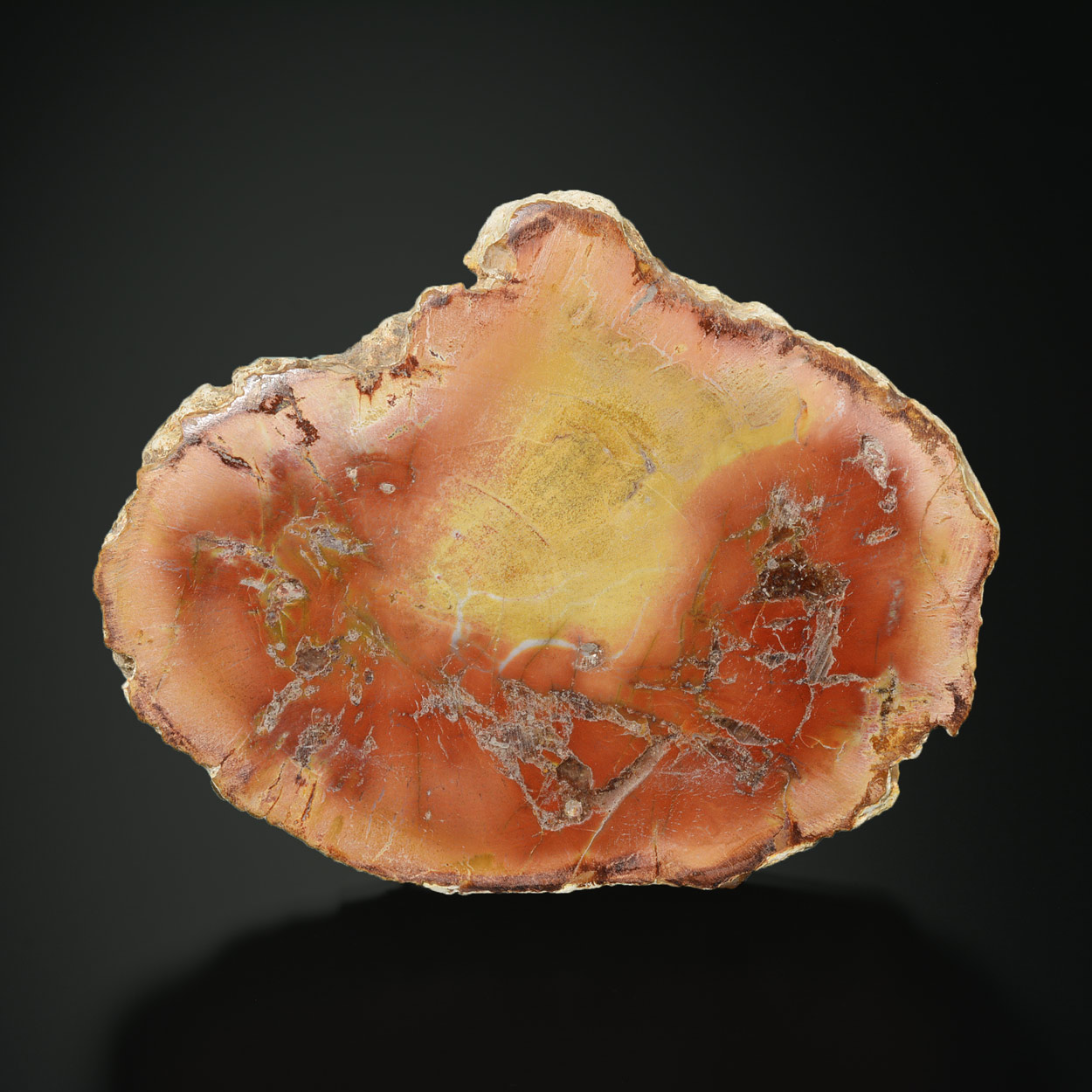 Bois Fossile