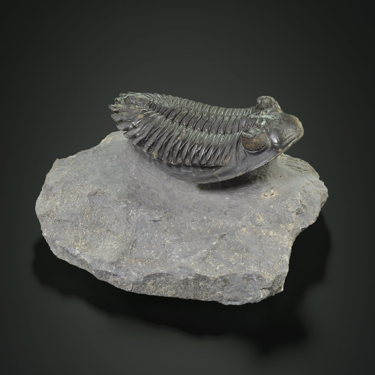 Trilobite : Metacanthina, Dévonien