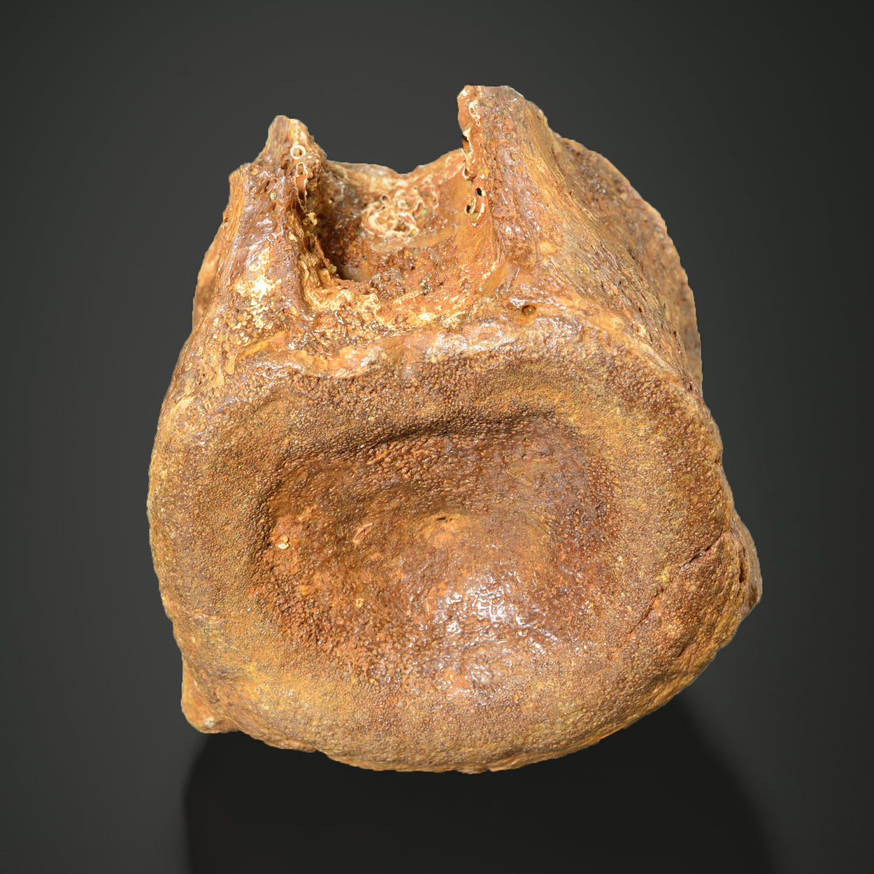Vertèbre De Plésiosaure : Cryptoclidus, Crétacé